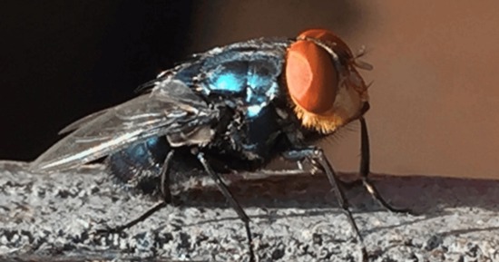 New World Screwworm Returns to North America: Implications for Nebraska Livestock Producers
